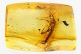Detailed Fossil Click Beetle (Elateridae) in Baltic Amber #315290-1